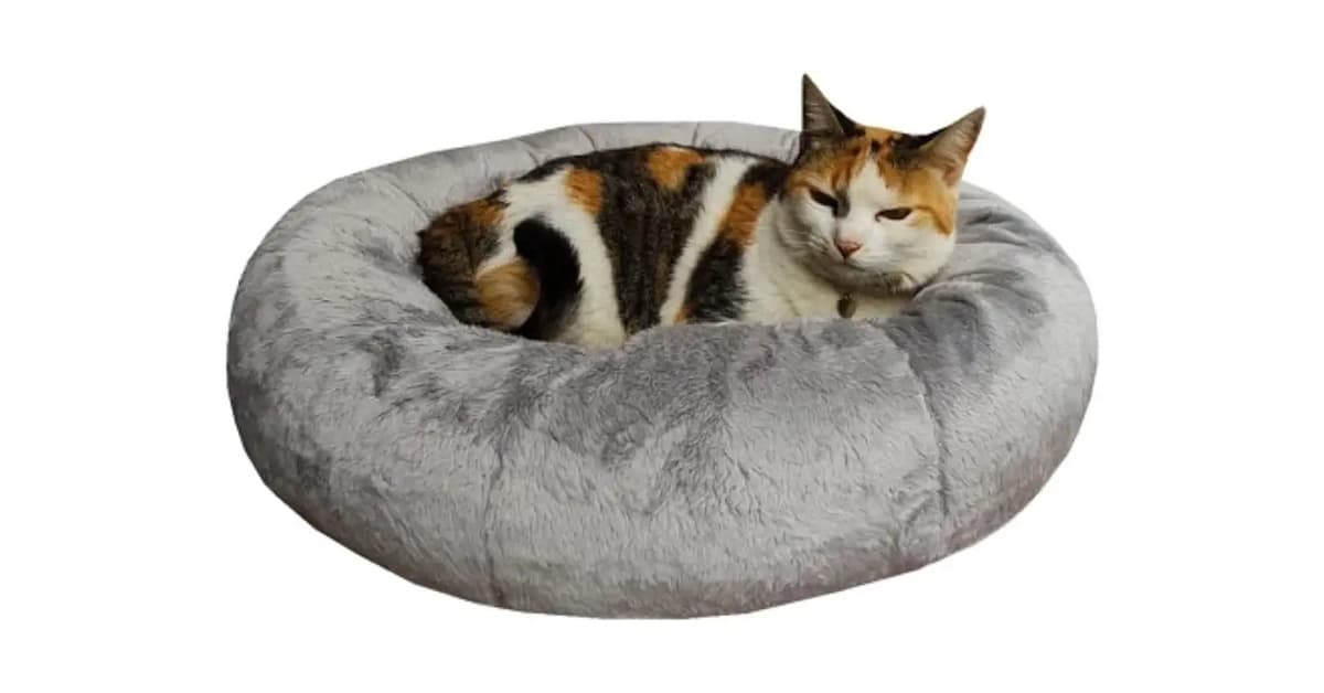 Melhor Cama para Gato: 10 Modelos de Alta Qualidade