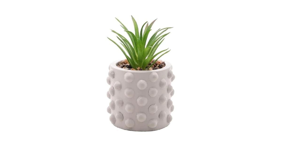 Melhor Ambiente para Suculentas: Guia Completo com Opções Decorativas