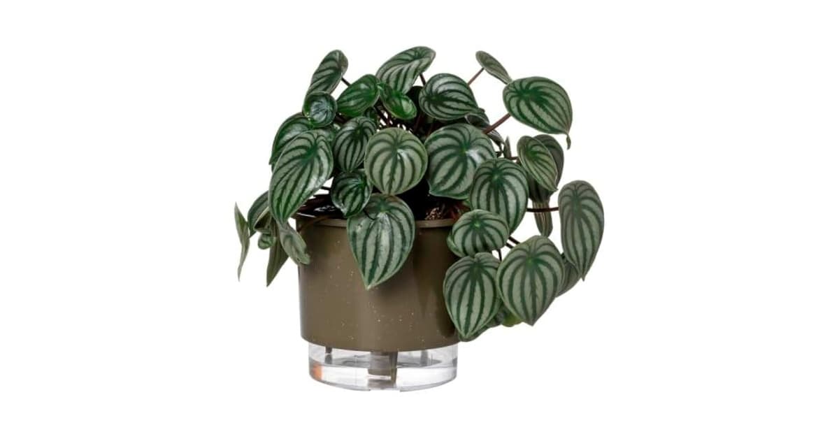 Melhor Vaso Autoirrigável: 10 Modelos de Alta Eficiência