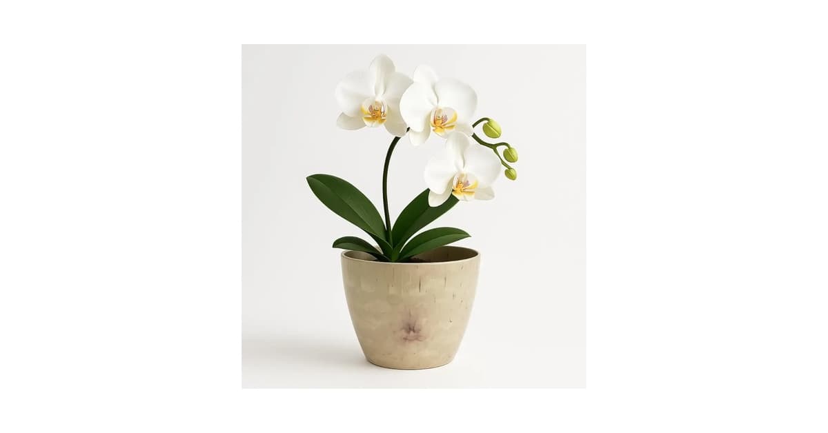 Melhor Vaso para Orquídea: 10 Modelos para Raízes